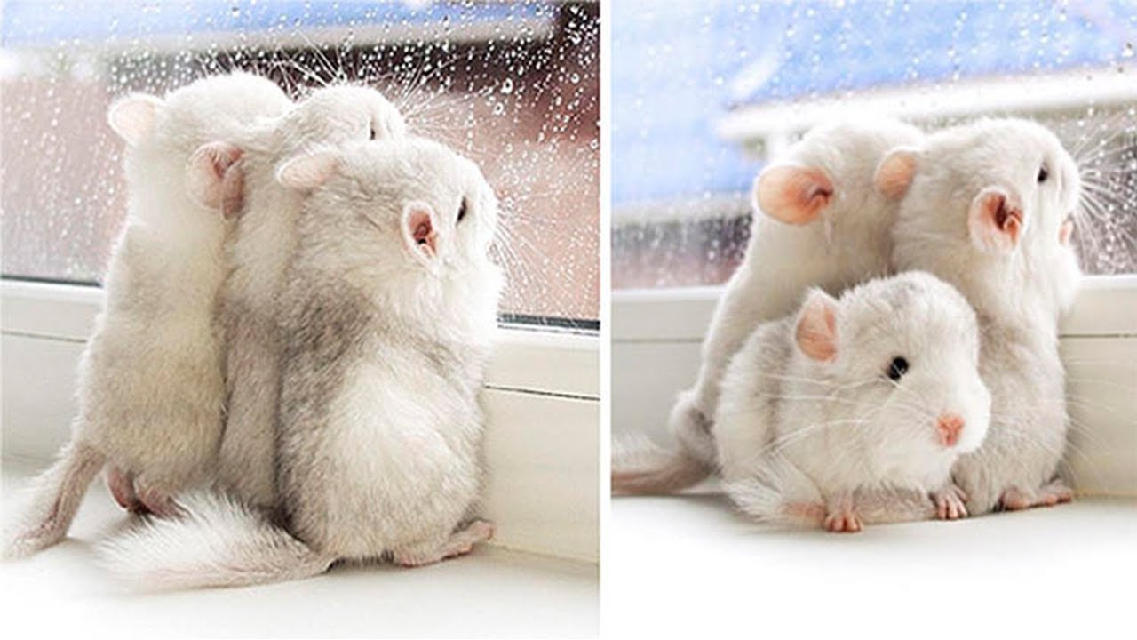 How To Care For Baby/Young Chinchillas