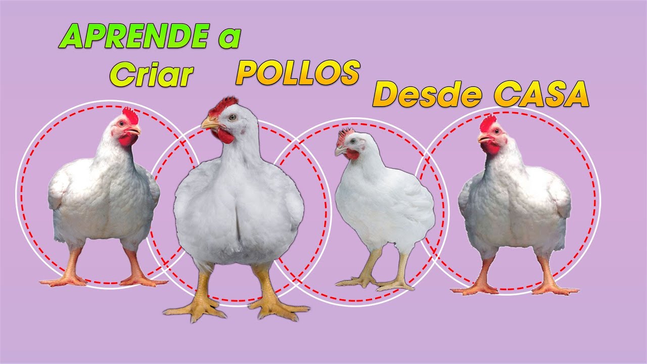 Como CRIAR Pollos desde CASA ǀ Ing. Jannin Hernández Blandón MSc