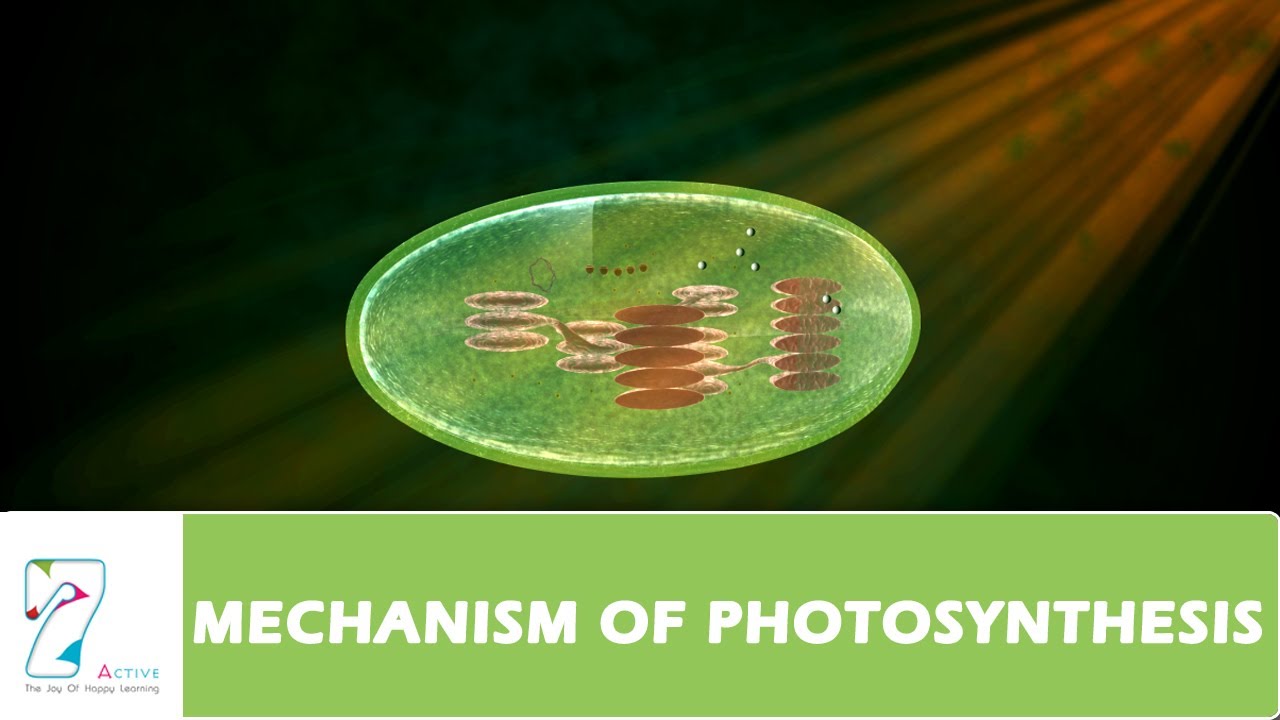 MECHANISM OF PHOTOSYNTHESIS PART 01