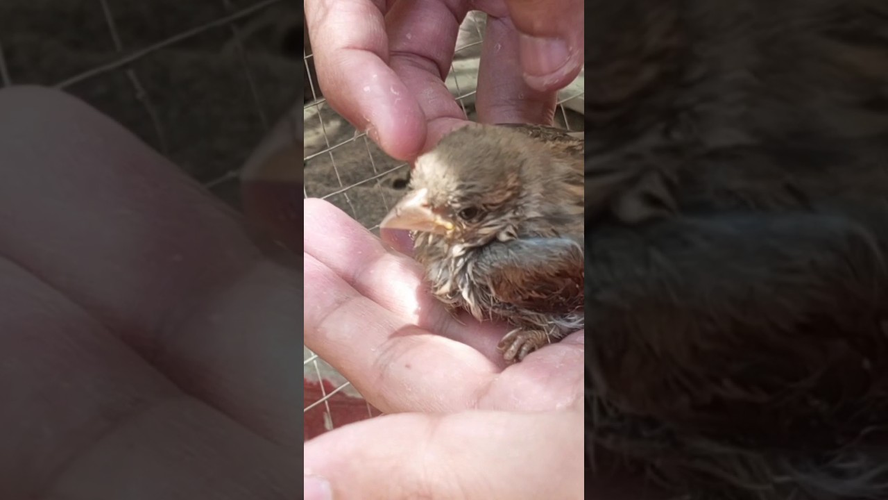 Rescuing Injured Sparrow Bird Feeding Small Innocent Sparrow Chick 