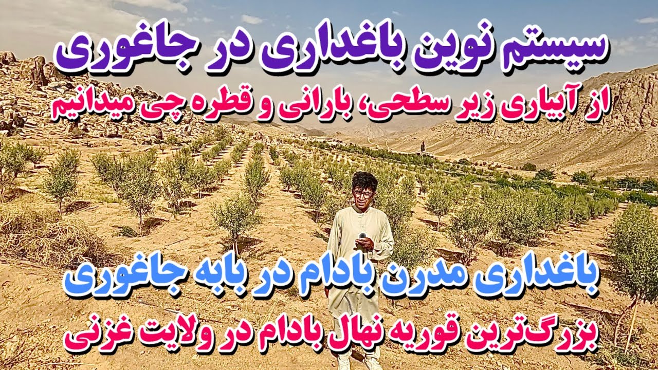 جاغوری اینگونه آباد می‌شود🙏🌺 بزرگ‌ترین ومعیاری ترین باغ بادام جاغوری اینجاست