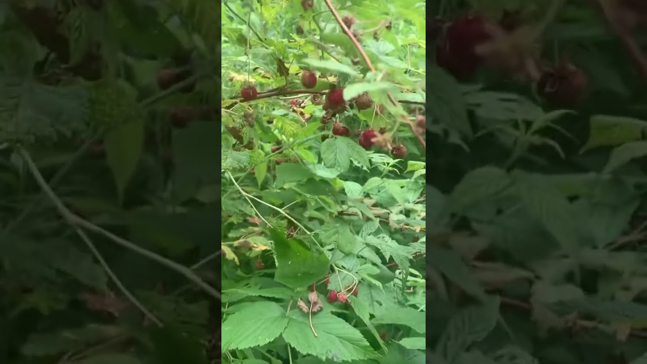 Berry picking partner! 