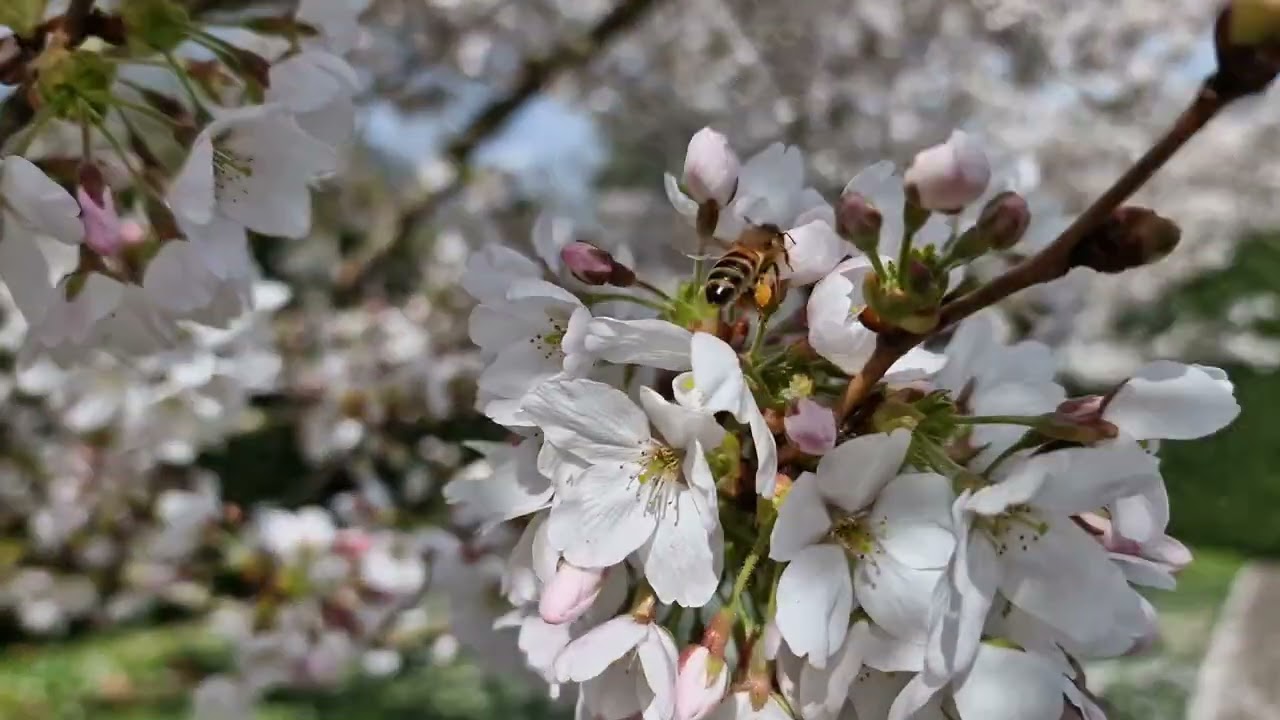Spring in Kew 