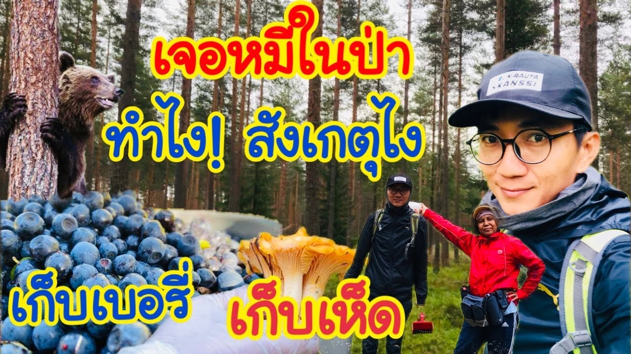 อึ้ง!เจอรอยเท้าหมี เก็บผลไม้ป่าฟินแลนด์ เปิดฤดูกาแล้วนะ