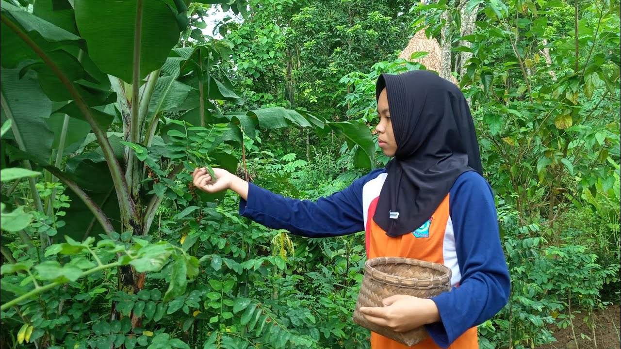 Dari Kebun ke Dapur || Mie Daun Katuk dan Tumis Kecipir Segar