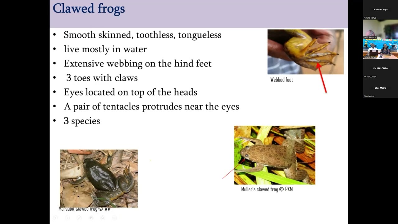 Saving Kenyan Frogs: Listen to Their Croaks and Answer with Action!