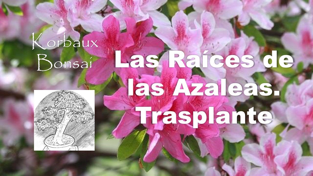 Las Raíces de las Azaleas. Trasplante