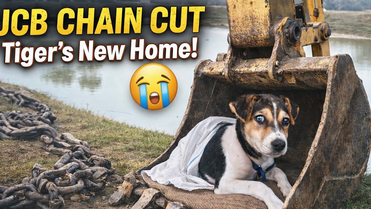 JCB ର chain କାଟି ଯାଇଛି 😭||Tiger ର new ଘର 🙂||#vlog #dog #jcb #odia 