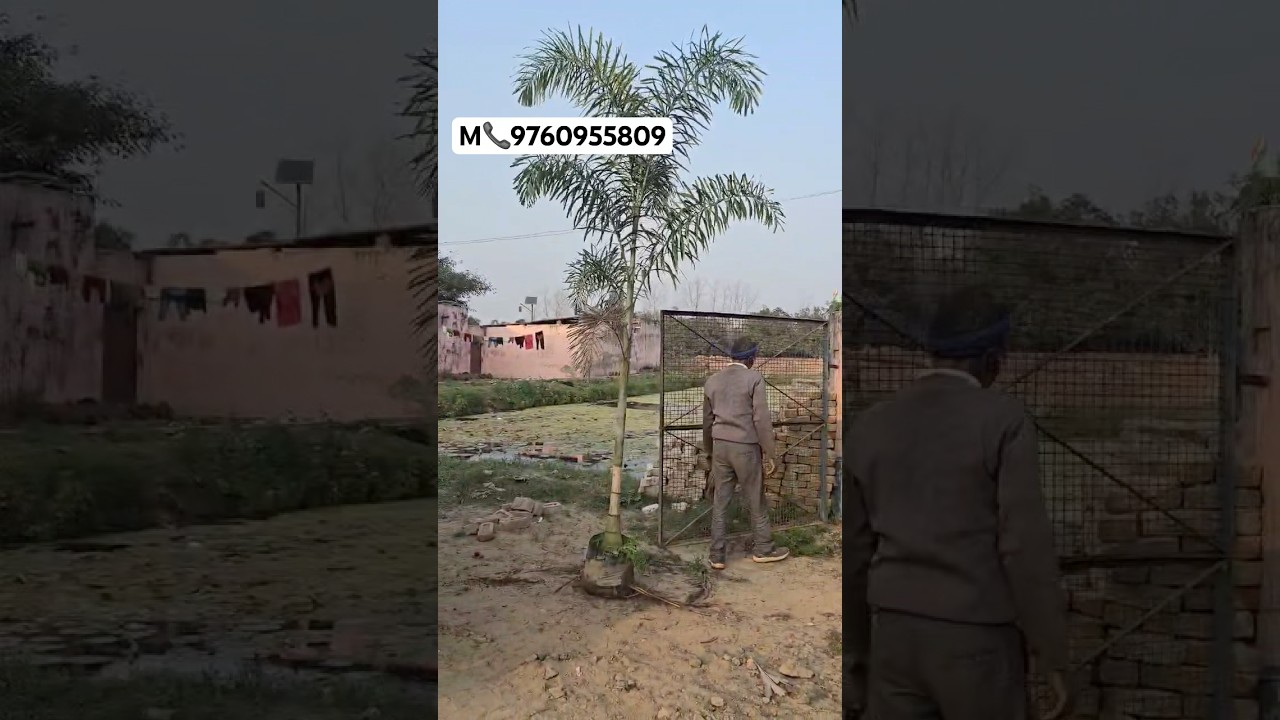 foxtail palm whole sale price m (contact no 9760955809) 