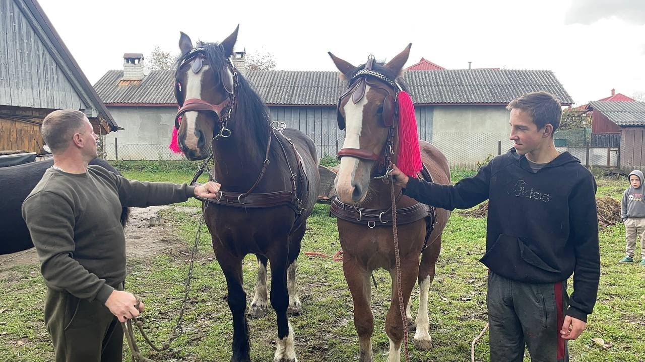 💥🥁Володимирівські коні 🐴🥁💥