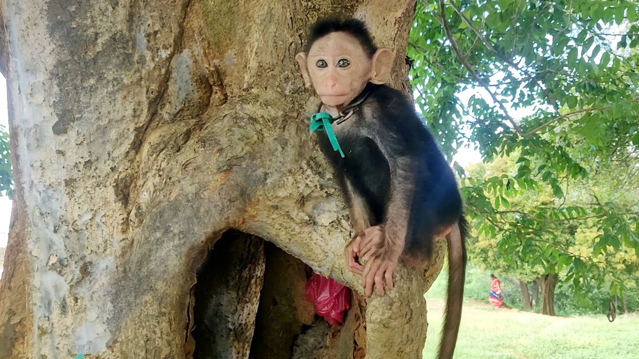 Cute Moments Of Baby Monkey Climbing Tree And Funny Monkey Videos