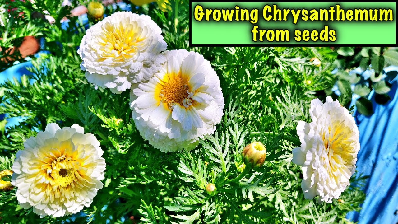 How To Grow Chrysanthemum from seeds Step by Step | Easy way to germinate Chrysanthemum - In English