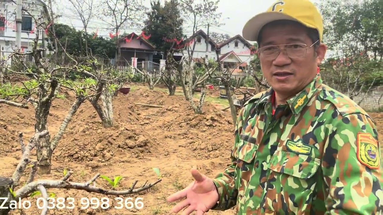 Bước đầu tiền chăm sóc đào trồng lại sau tết cần bổ sung những gì để cây phát triển tốt cần lưu ý