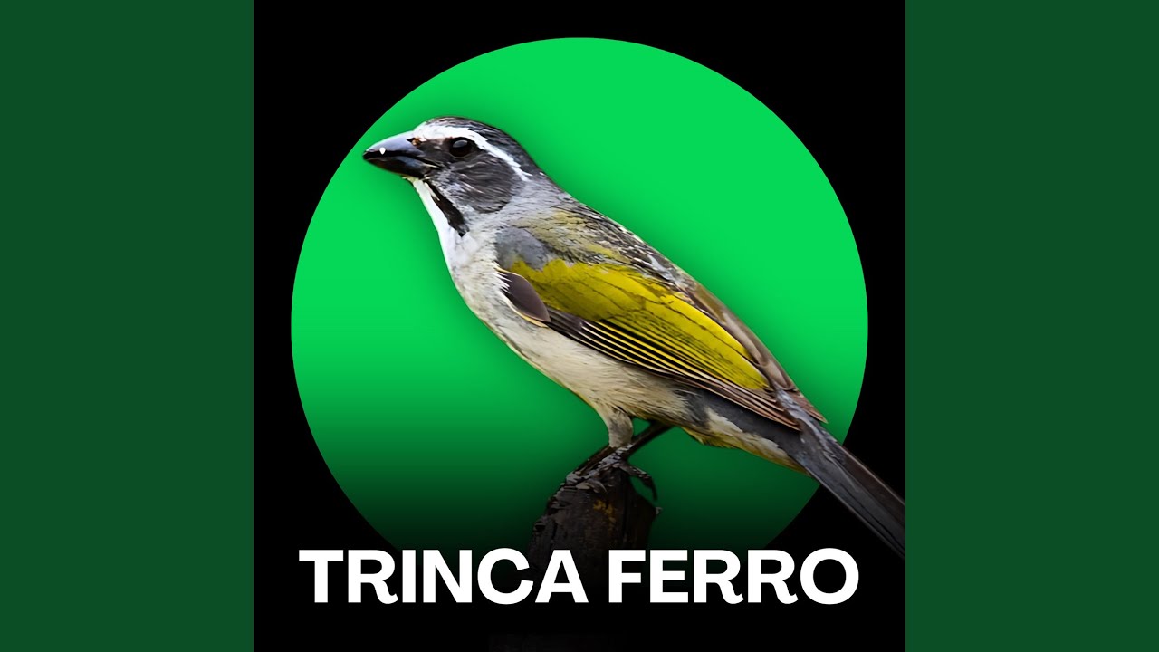 Bom Dia Seu Chico