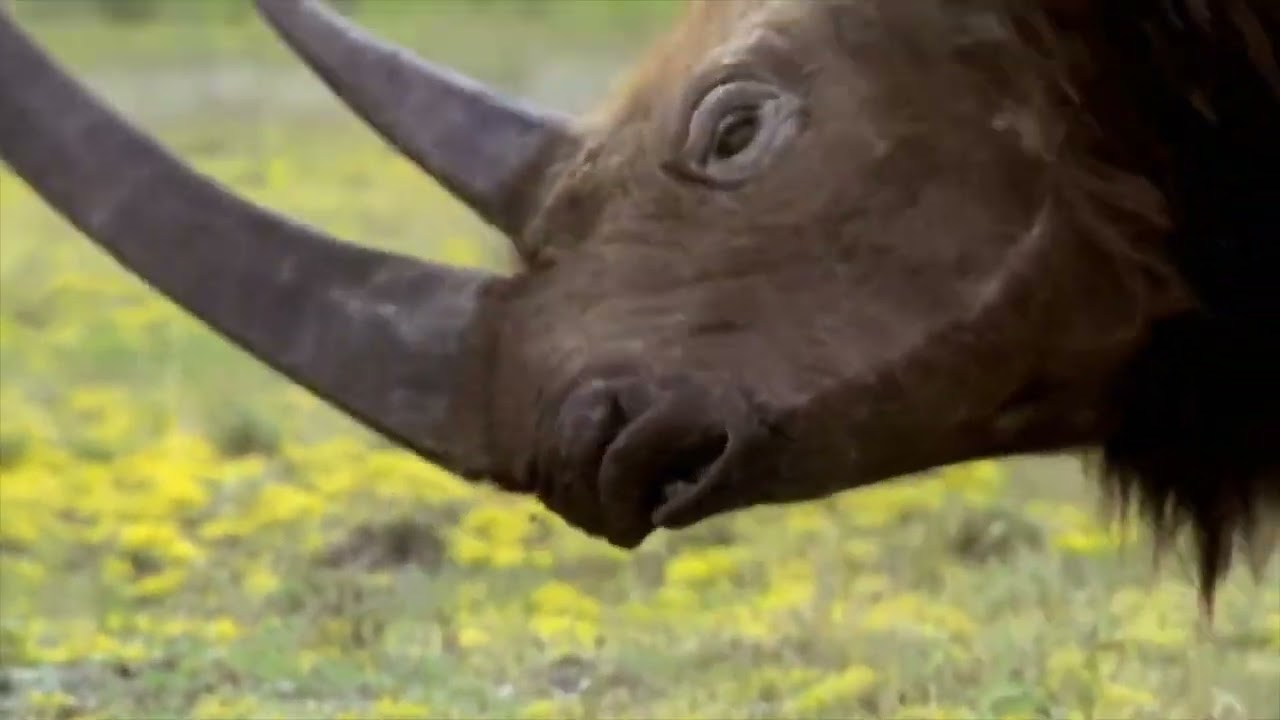 Cenozoic: Age of the Mammals - Woolly Rhino Fight