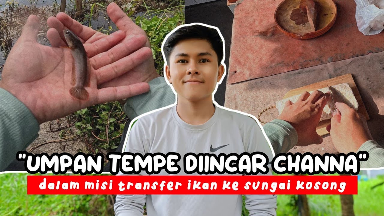 PULUHAN EKOR SELAMAT‼️Bikin Racikan Umpan Mancing Ikan Sungai Berbahan Tempe - DAPAT IKAN CHANNA