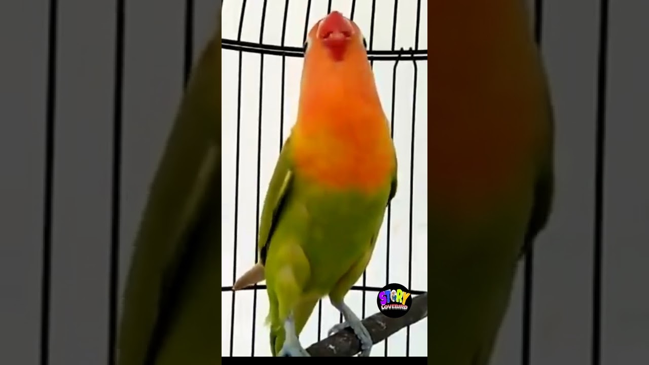 Masteran Suara Lovebird Fighter Ngekek panjang