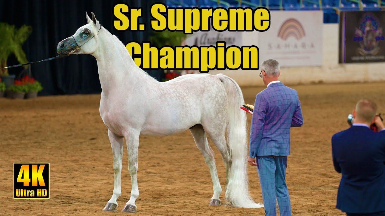 Sr Supreme Champion Geldings at Arabian National Breeder Finals Horse Show