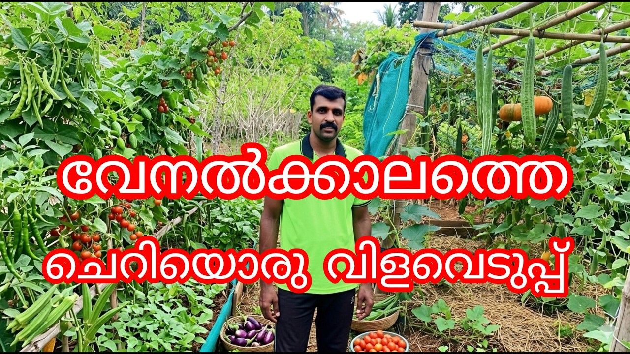 വയലിലെ ചെറിയൊരു വിളവെടുപ്പ്