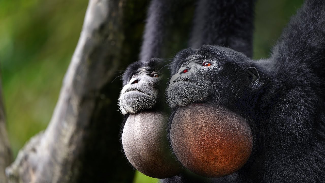 Suara Mantabb SIAMANG MONYET SUMATRA