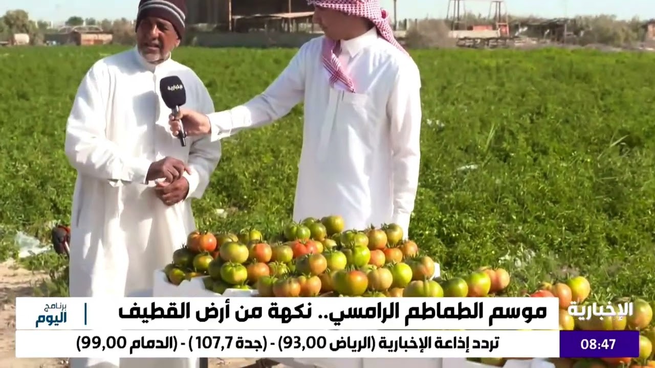 الطماطم الرامسي في #العوامية الفاكهة الشتوية
