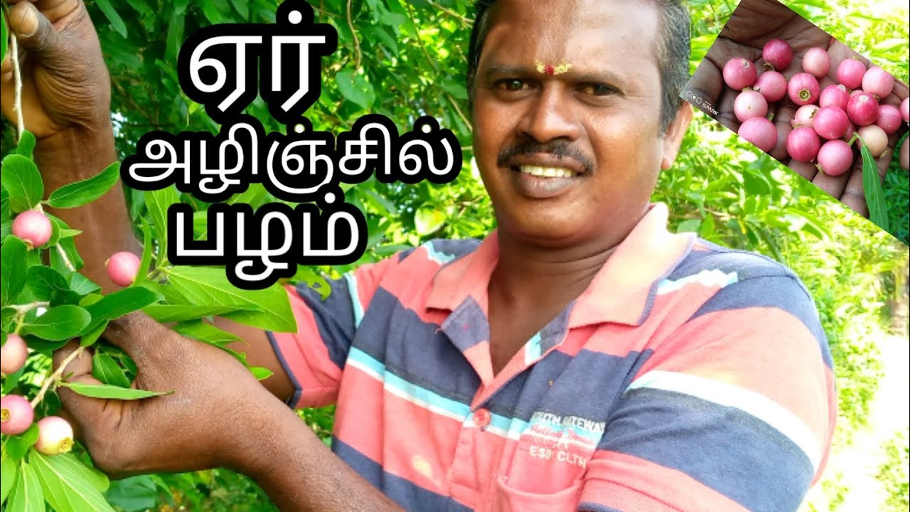 ஏர் அழிஞ்சில் பழ வேட்டை  | அழிஞ்சில் பழம் | அழிஞ்சில் மரம் | sirkazhi kathir samaiyal.