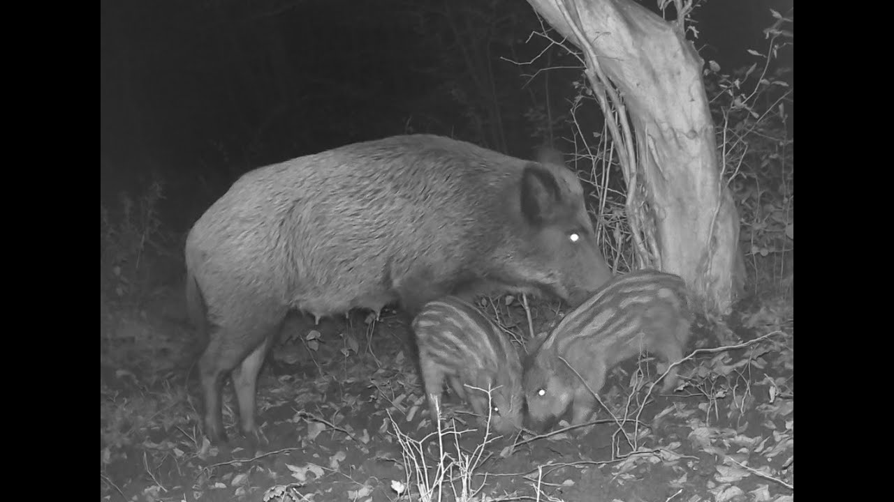Will They Survive? Late‑Born Piglets Part  19
