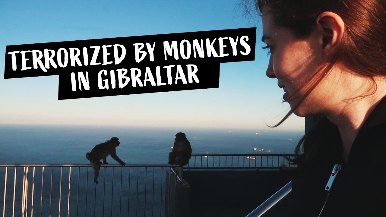 Terrorized by MONKEYS in Gibraltar