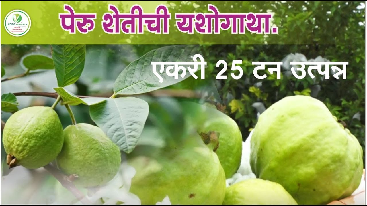 पेरू शेतीची यशोगाथा | १ एकरात २५ टन उत्पन्न| Rama Agrotech