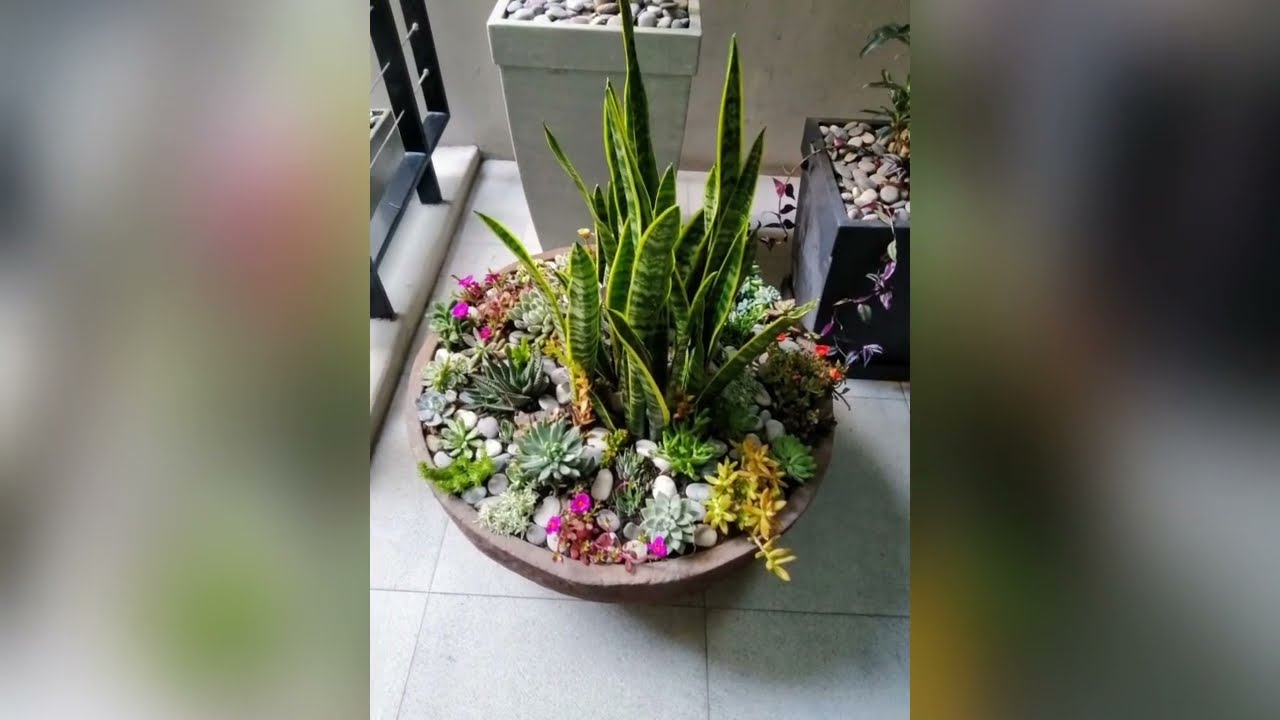 🌿🌸💮 Cómo Mantener Arreglos Hermosos Con Sansevieria (Lengua De Suegra) Y Más Suculentas