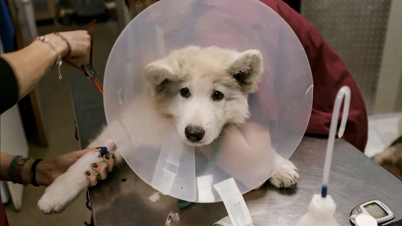 Urgences v&eacute;to : animaux en p&eacute;ril