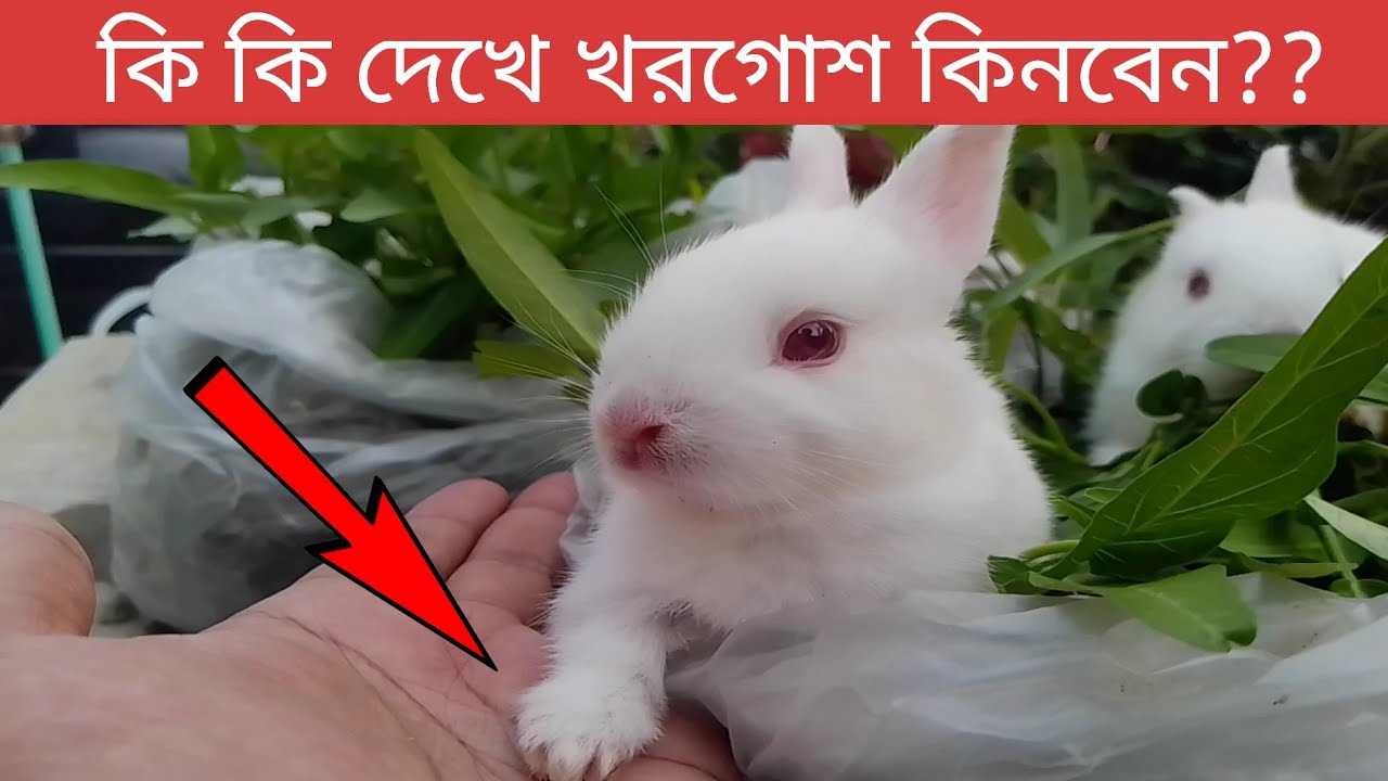 সুস্থ খরগোশ চেনার উপায় | খরগোশ ক্রয় করার সময় কি কি দেখা প্রয়োজন|How to identify a healthy rabbit