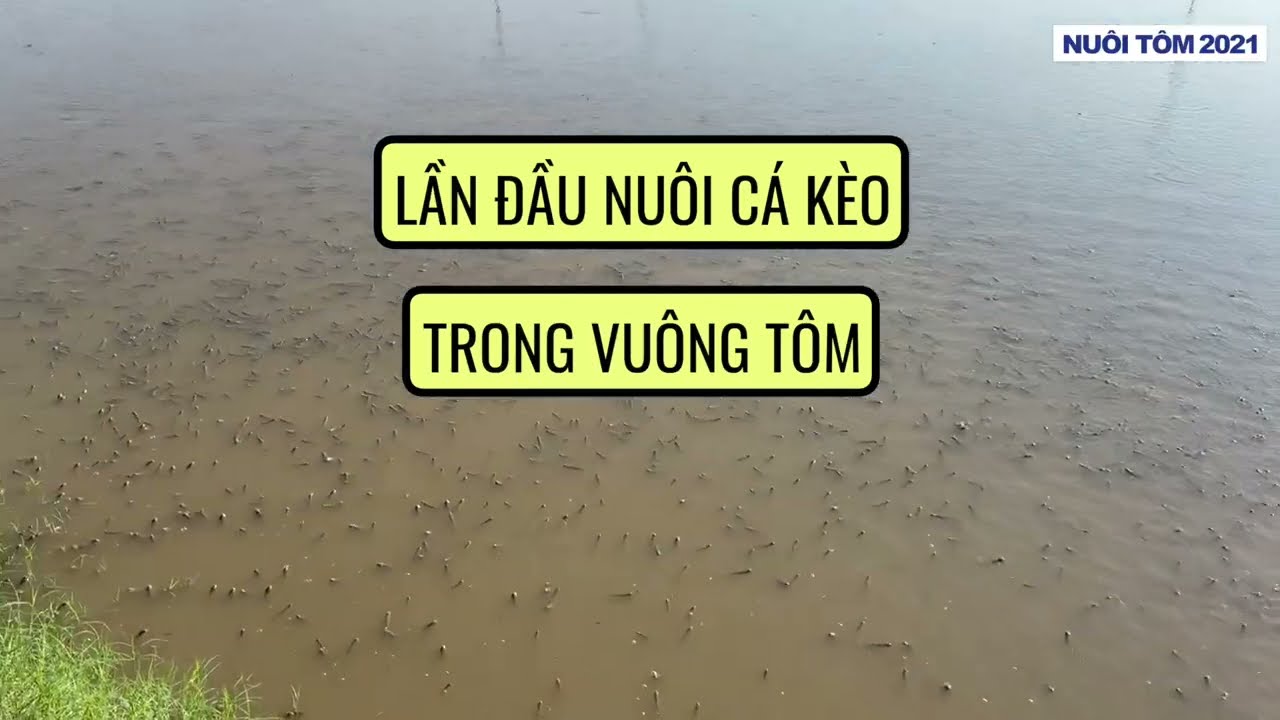 Nuôi Cá Kèo: Phần 1 - Những điều căn bản dành cho người mới nuôi (năm 2024)
