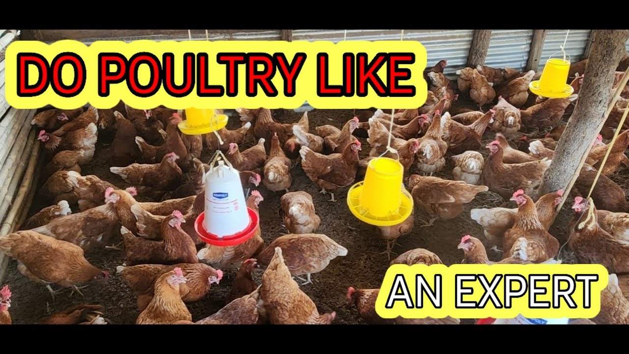 WHY MOST PEOPLE FAIL IN POULTRY 