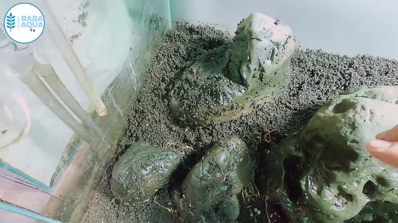 망해버린 전경수초어항..... 살려보겠습니다!!