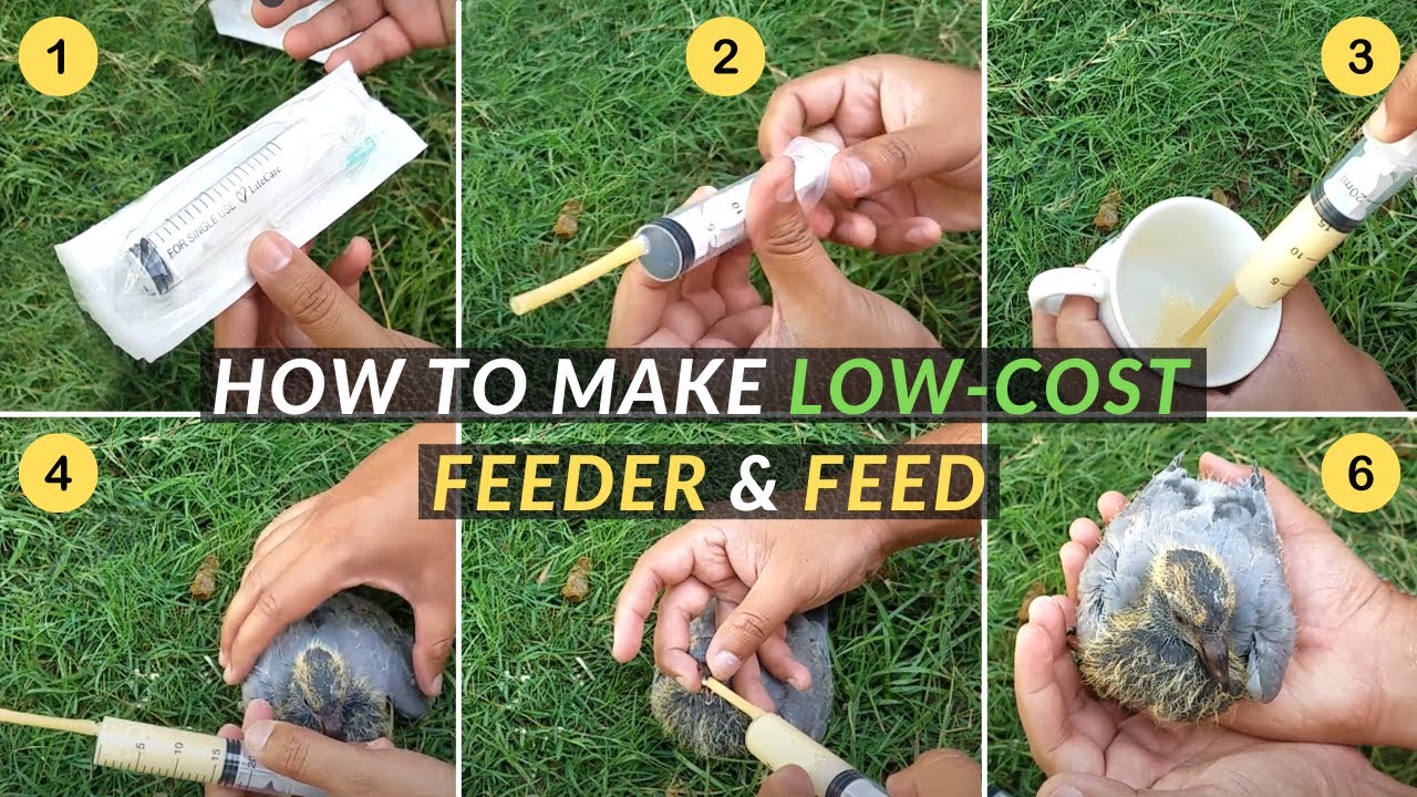 Homemade Pigeon Baby Hand Feeding Formula and Feeder in 35/- Rupees