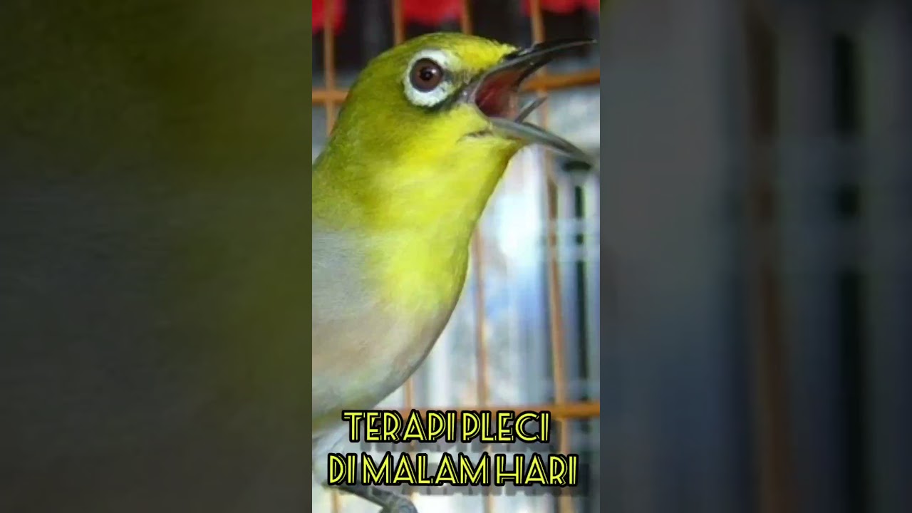 TERAPI PLECI.||.