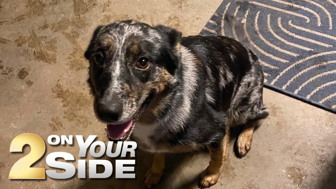 Домашняя собака погибла в результате взрыва трансформатора, уборка на заднем дворе.