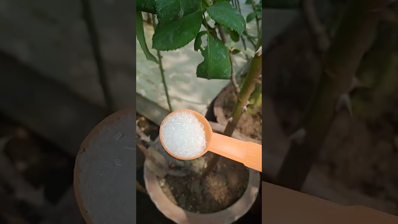 গোলাপ গাছে একটি গুরুত্বপূর্ণ খাবার6 February 2026