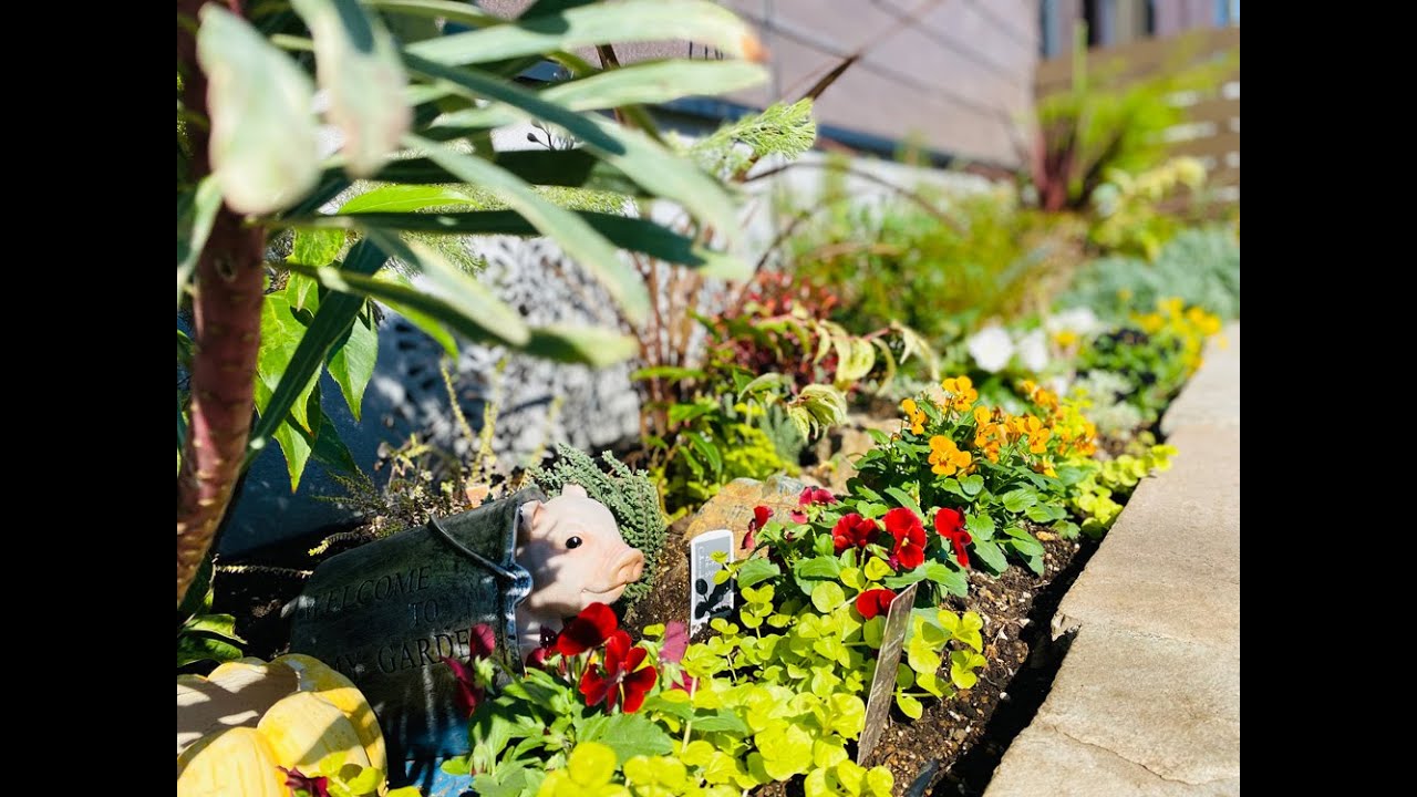 冬花壇の植え方教室｜神奈川県湘南近くの園芸屋さん 木村植物園
