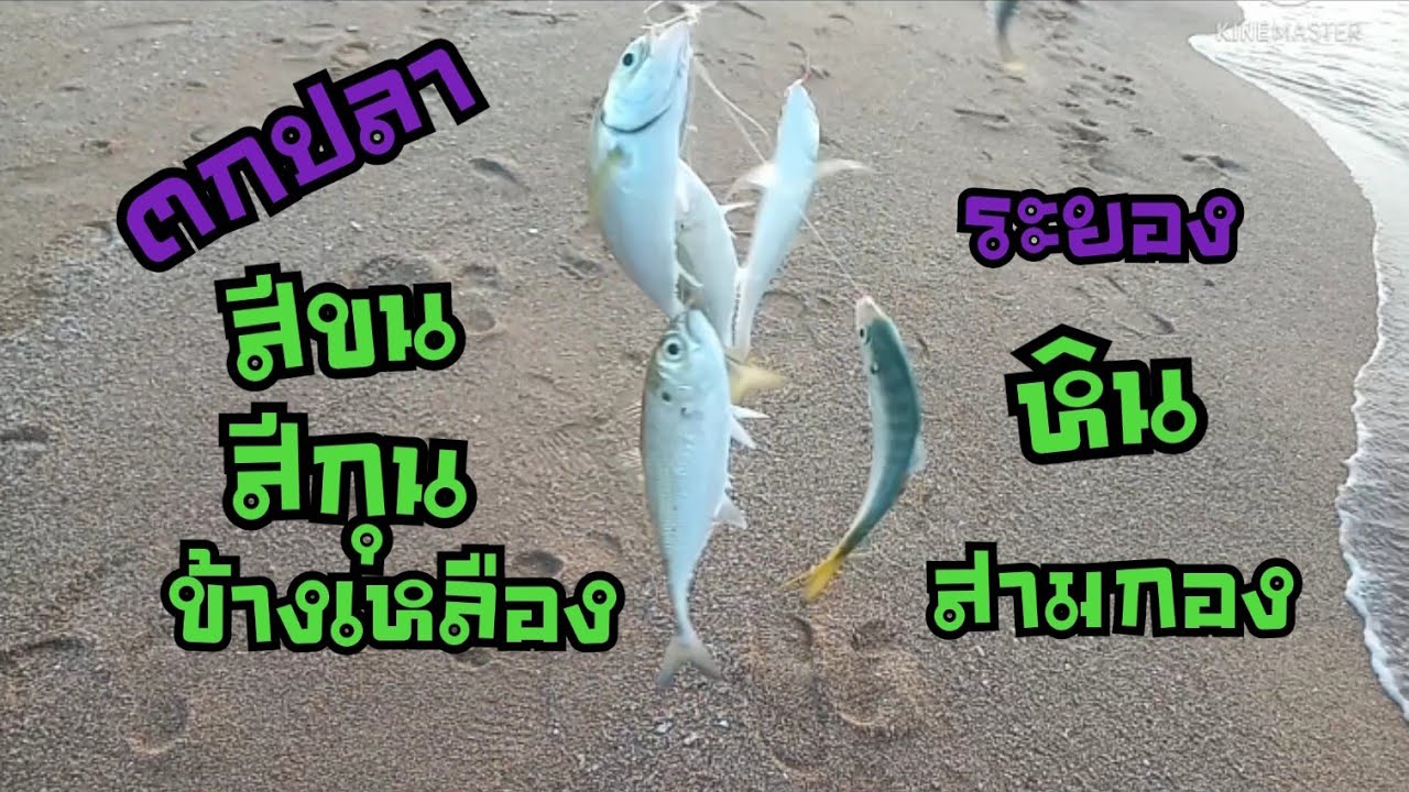 เทคนิคโสกปลาสีขน.สีกุน.แข้งไก่.ข้างเหลือง.ชายหาดหิน3กอง🐟Ep.25