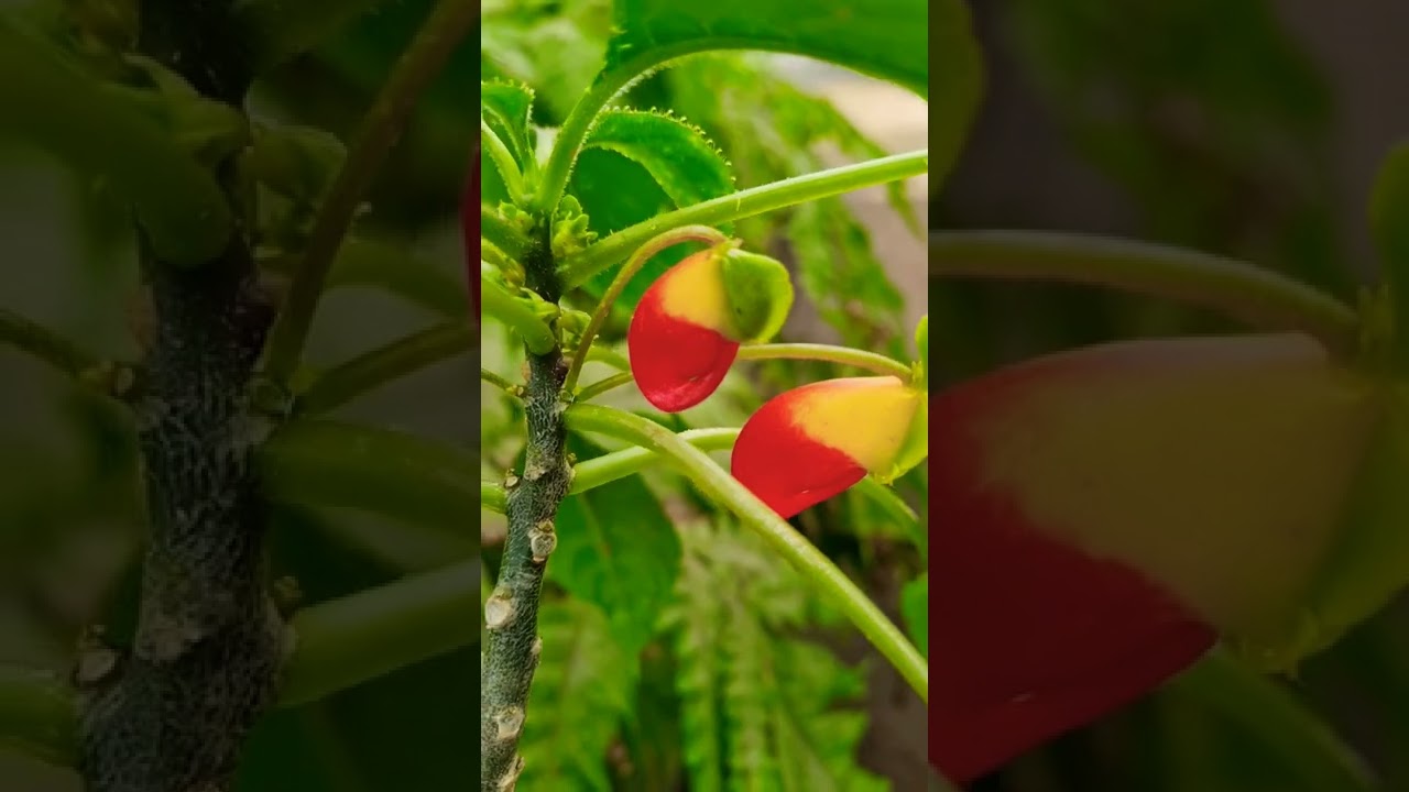 IMPATIENS NIAMNIAMENSIS(balsaminaceae) #shorts #impatiens #niamniamensis