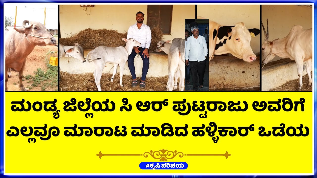 4 HFಹಸುಕರುಗಳು ,ಏಕಲವ್ಯ ಮಗ, ಜೋಡಿ ಎತ್ತು,ಎಮ್ಮ ಬಾತುಕೋಳಿ,CR7ಹೋರಿ,ಮಂಡ್ಯ ಜಿಲ್ಲೆಗೆ ಕೊಡಲು ಕಾರಣವೇನು ಗೊತ್ತಾ?