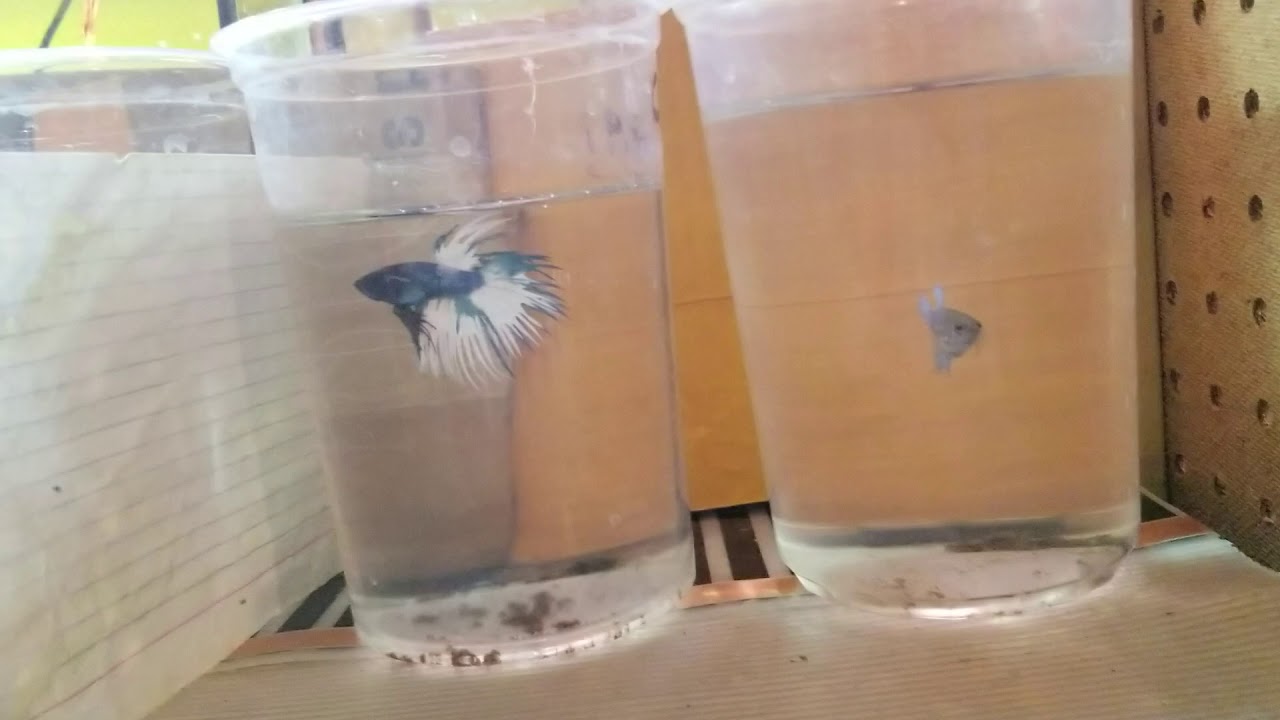 Fishroom Update 1/24/19: Jarring time!