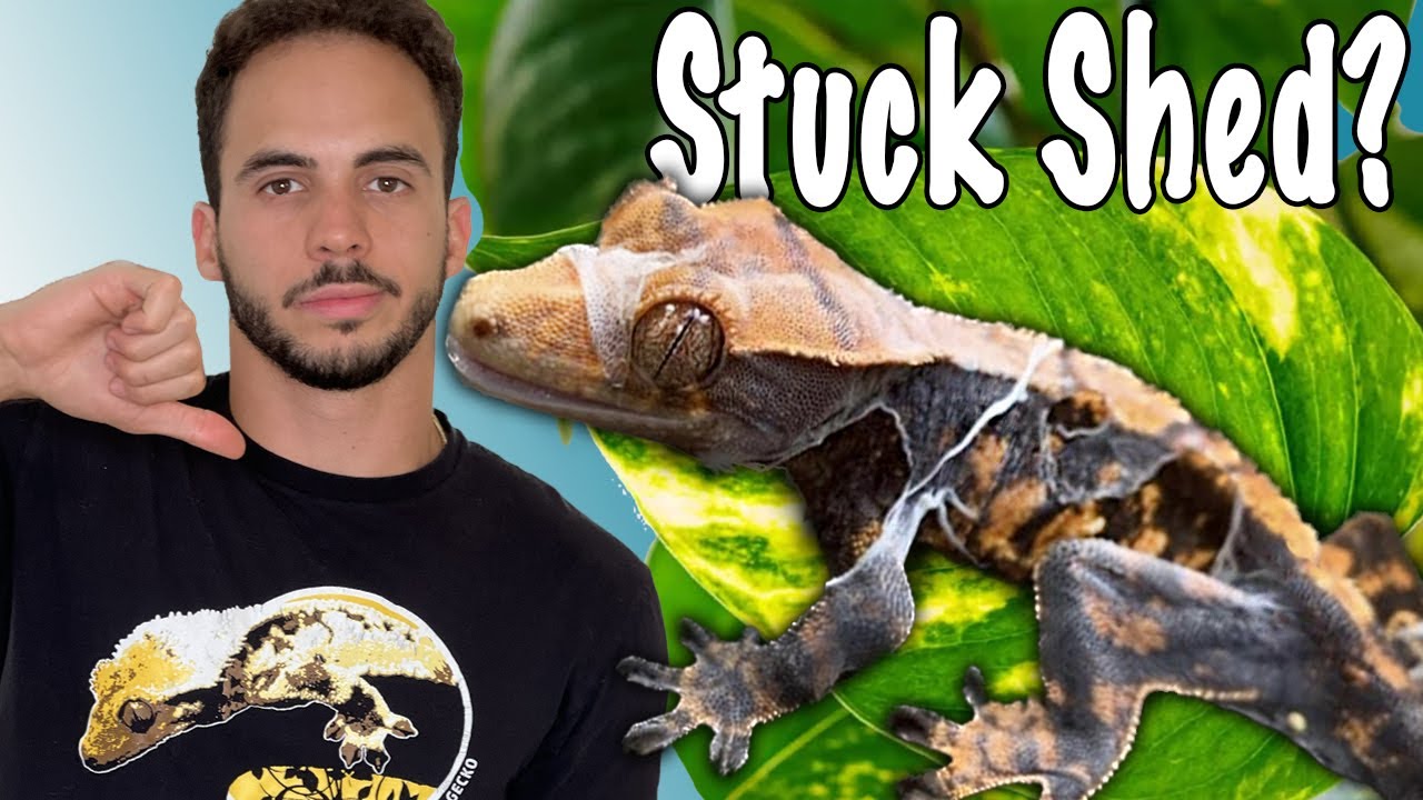 Crested Gecko Shedding Issues? Watch This!
