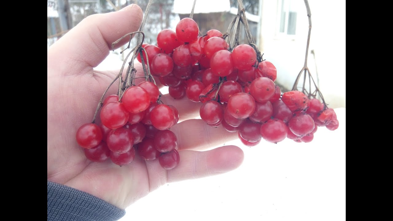 Два сорта калины, привитых на обычной: крупноплодная Ульяна и без горечи Сахарная