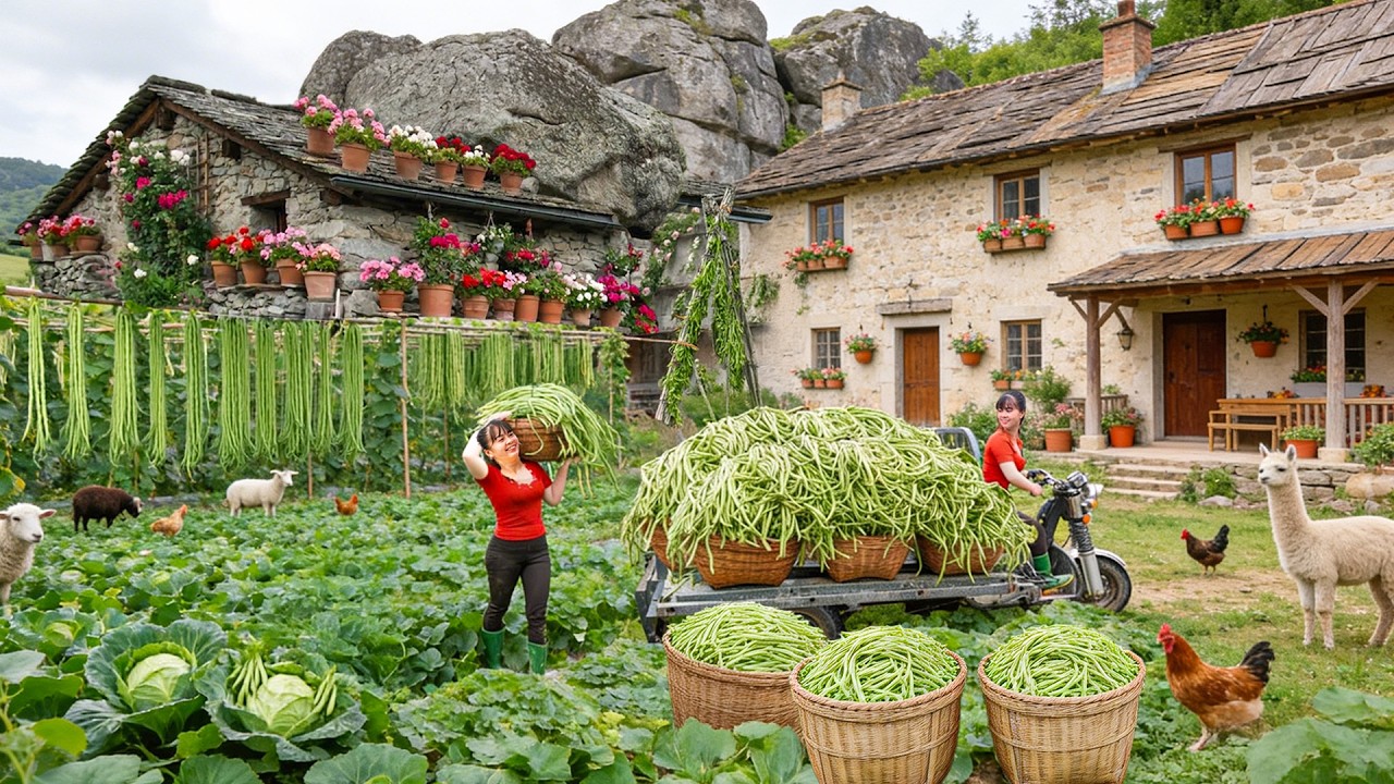 Use 3-Wheeled Truck to Harvest Many Long Green Beans, Go to Market Sell
