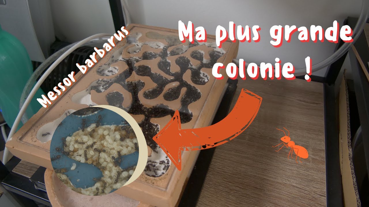 Ma plus GRANDE COLONIE de fourmis ! (Messor barbarus)