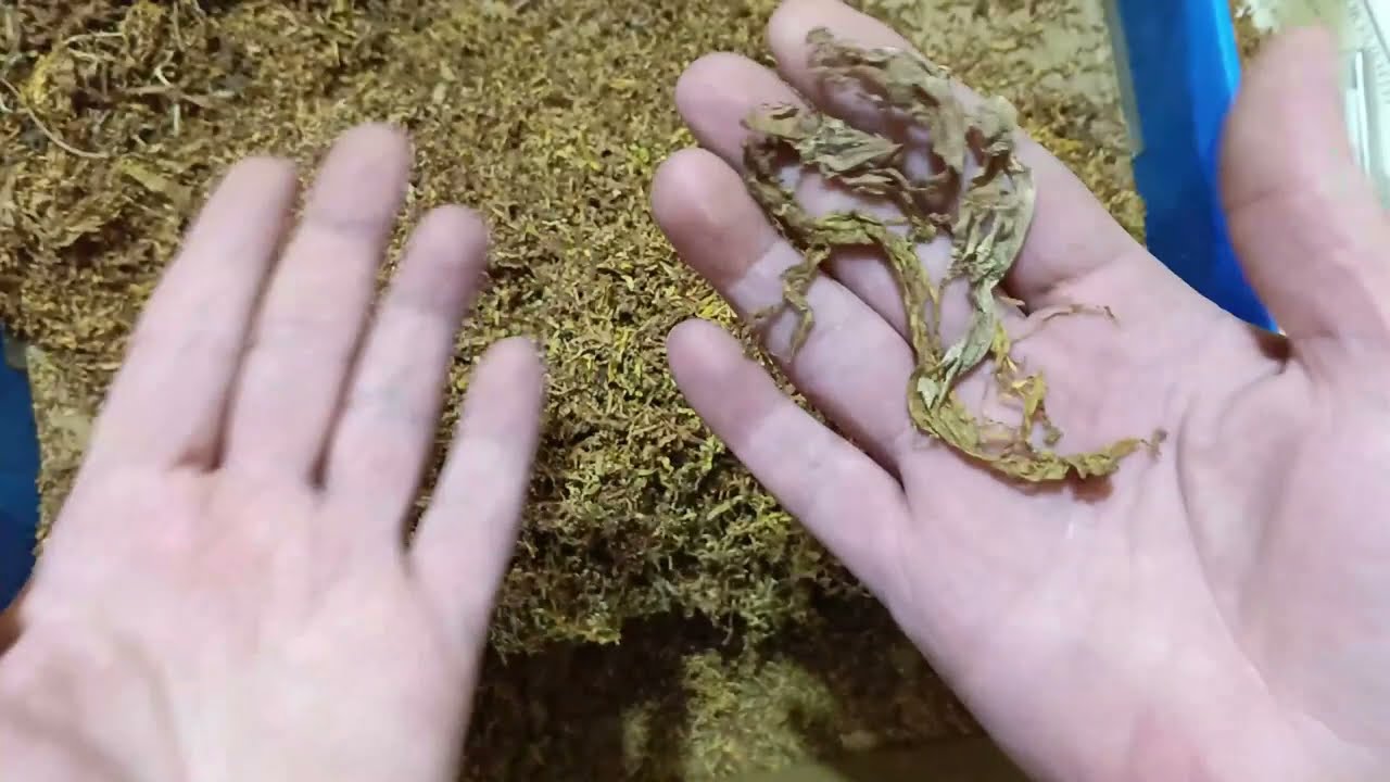 Обзор табачной мешки-Берлі. Вірджинія. Спектр середня, обзор 2025.