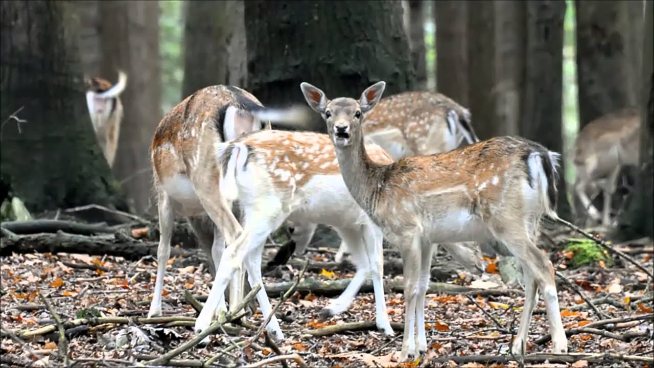 Paleis het Loo het oude Loo en de kroondomeinen